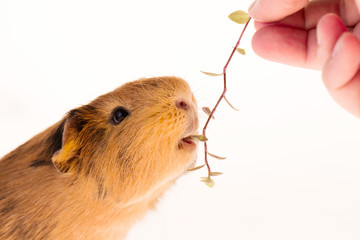 Sticker - Red guinea pig