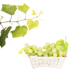 Wall Mural - white grape isolated