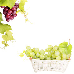 Wall Mural - white grape isolated