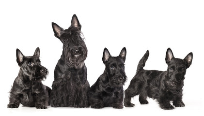 Fototapete - mother dogs and puppies breed scotch terrier