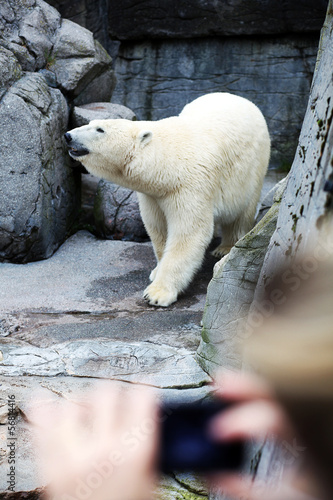 Board z aluminiowym obramowaniem Niedźwiedź polarny w zoo