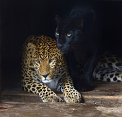 Wall Mural - amur leopard