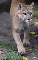 Wall Mural - puma