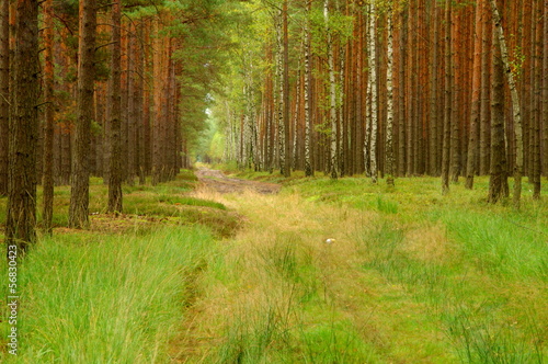 Naklejka samoprzylepna Leśna droga.