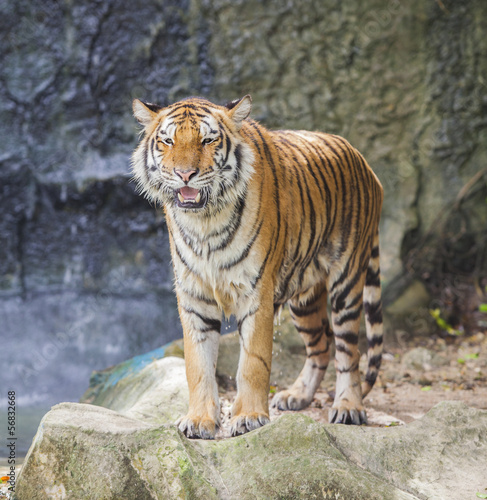 Tapeta ścienna Portret królewskiego tygrysa bengalskiego