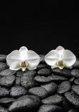 Fototapeta Desenie - beautiful two orchid on wt stones background