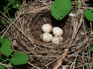 Lesser Whitethroat nest with four eggs (Sylvia curruca)