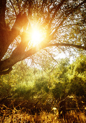 Poster - Olive tree in sun light