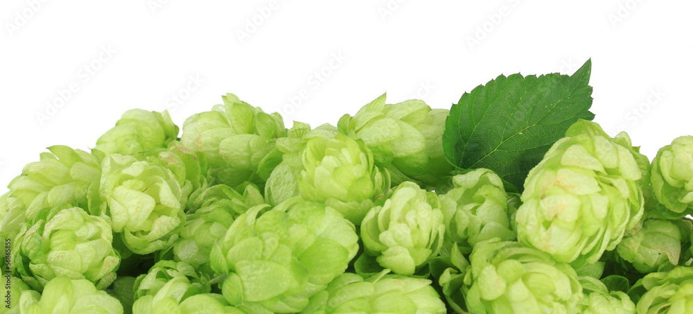 Fresh green hops, isolated on white