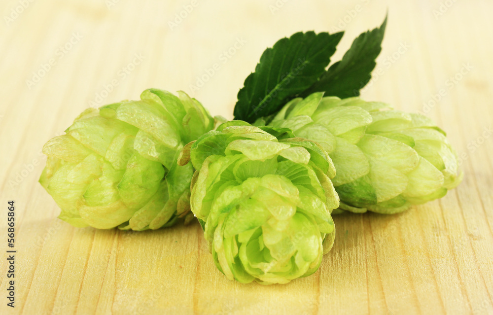 Fresh green hops, on wooden background
