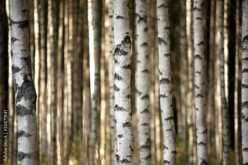 trunks of birch trees - obrazy, fototapety, plakaty 