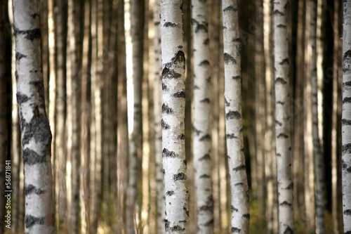 Naklejka - mata magnetyczna na lodówkę trunks of birch trees