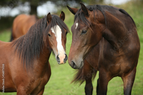 Naklejka na szybę Beautiful brown horses on pasturage