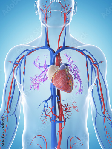 Obraz w ramie 3d rendered illustration of the male vascular system