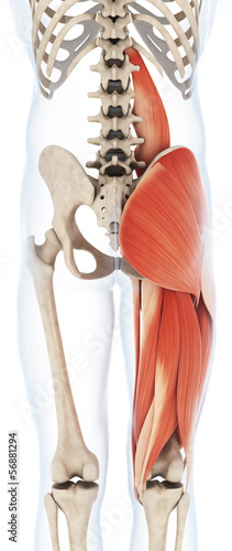 Nowoczesny obraz na płótnie 3d rendered illustration of the upper leg musculature