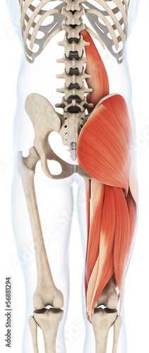 Naklejka dekoracyjna 3d rendered illustration of the upper leg musculature