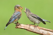Female Eastern Bluebird With Baby
