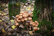 agaric mushrooms