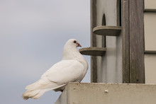 White Pigeon Perched At Dovecote
