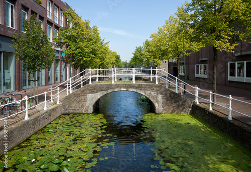 Foto Lotus Covered Canal in the Netherlands with Pedestrian Bridge