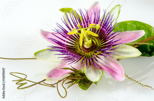 passiflora-meczennica-kwiat