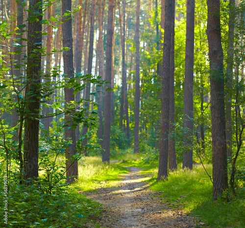 Naklejka na drzwi Forest sunrise