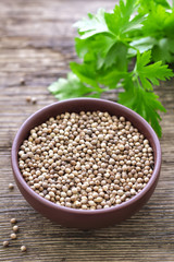 Poster - Coriander