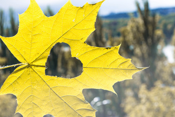 autumn leaf with heart