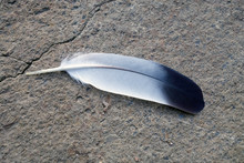 Feather On Stone