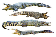 Collection Of Freshwater Crocodile Isolated On White Background