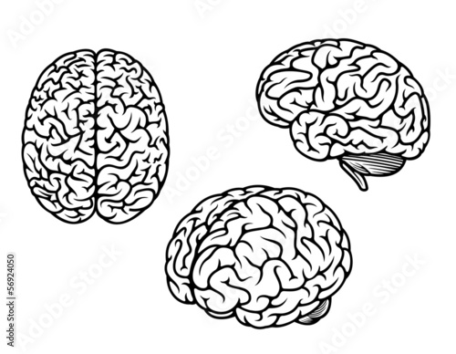 Fotografía Human brain in three planes
