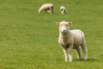 Wall Mural - curious lamb on green grass