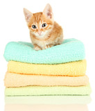Fototapeta Koty - Cute little red kitten on towels isolated on white