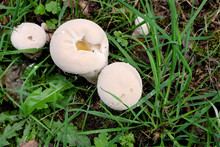 Puffball Mushrooms Growing In The Grass