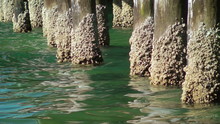 Barnacle Covered Pier