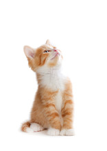 Cute Orange Kitten Looking Up On A White Background.