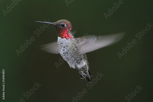 Board z aluminiowym obramowaniem Annas hummingbird (calypte anna)