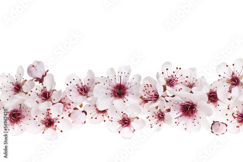 Fototapeta do kuchni Cherry blossoms border