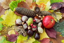 Apple, Autumn Leaves, Horse Chestnut, Pine Cones, Rosehip And Nu