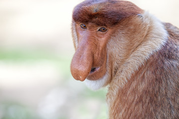 Wall Mural - Proboscis monkey