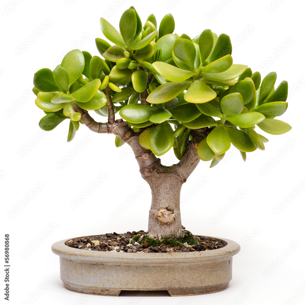 bonsai gelsenkirchen Fukien Tea Bonsai – Bella Bonsai Nursery