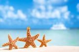 Fototapeta Morze - starfish  with ocean , beach and seascape