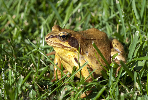 Obraz na płótnie canvas dwuczęściowy "dyptyk" Grasfrosch, żaba tymczasowa,