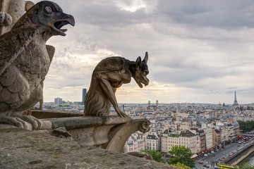 Wall Mural - Chimera (gargoyles) of Notre Dame de Paris cathedral, France