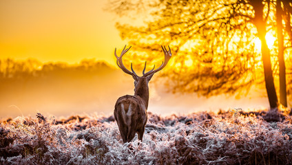 Fototapete - Red deer in the morning sun