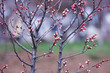 Spring plum buds