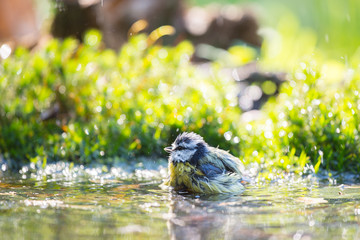 Wall Mural - Blue tit in water