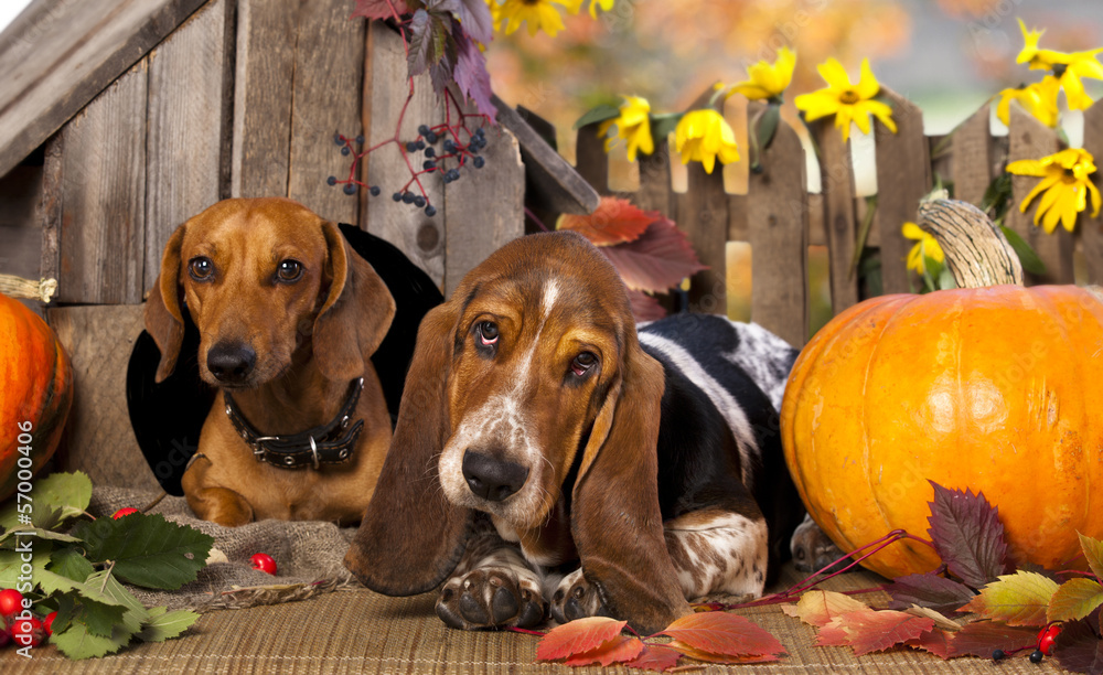 dog dachshund and basset hound Stock Photo Adobe Stock