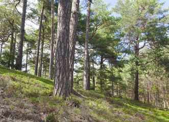 Poster - Böda backar, nature reserve in Sweden, natural pine forest