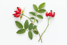 Rose Hip (Rosa Canina) With Leaves